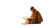 Monk In Contemplation Vinyl Car Decal Sticker – Waterproof & UV-Resistant 8"