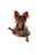 Djing Chihuahua V2 Vinyl Car Decal Sticker – Waterproof & UV-Resistant 8"