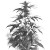 Vintage Cannabis Illustration Vinyl Car Decal Sticker – Waterproof & UV-Resistant 8"