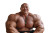 Gigantic Bodybuilder Vinyl Car Decal Sticker – Waterproof & UV-Resistant 8"