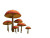 Singing Mushrooms Vinyl Car Decal Sticker – Waterproof & UV-Resistant 8"
