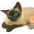 Whimsical Siamese Cat Vinyl Car Decal Sticker – Waterproof & UV-Resistant 8"