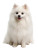 Fluffy White Spitz Vinyl Car Decal Sticker – Waterproof & UV-Resistant 8"