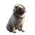Pug With Headphones Vinyl Car Decal Sticker – Waterproof & UV-Resistant 8"