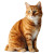 Orange Cat Portrait V2 Vinyl Car Decal Sticker – Waterproof & UV-Resistant 8"