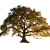 Majestic Oak Tree Vinyl Car Decal Sticker – Waterproof & UV-Resistant 8"