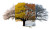 Seasonal Tree Cycle Vinyl Car Decal Sticker – Waterproof & UV-Resistant 8"