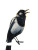 Singing Magpie Vinyl Car Decal Sticker – Waterproof & UV-Resistant 8"