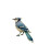 Bluejay In Garden Vinyl Car Decal Sticker – Waterproof & UV-Resistant 8"