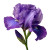 Purple Iris Flower Vinyl Car Decal Sticker – Waterproof & UV-Resistant 8"