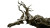 Twisting Root Tree Vinyl Car Decal Sticker – Waterproof & UV-Resistant 8"