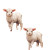 Baby Lambs Butterflies Vinyl Car Decal Sticker – Waterproof & UV-Resistant 8"