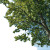 Maple Tree Vinyl Car Decal Sticker – Waterproof & UV-Resistant 8"