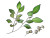 Twig With Flowers Vinyl Car Decal Sticker – Waterproof & UV-Resistant 8"