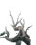 Ancient Thriving Tree Vinyl Car Decal Sticker – Waterproof & UV-Resistant 8"