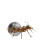 Golden Desert Ants Vinyl Car Decal Sticker – Waterproof & UV-Resistant 8"