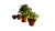 Basil Plants Kitchen Vinyl Car Decal Sticker – Waterproof & UV-Resistant 8"