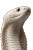 Albino Cobra Vinyl Car Decal Sticker – Waterproof & UV-Resistant 8"