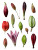 Flower Buds Close-Up Vinyl Car Decal Sticker – Waterproof & UV-Resistant 8"