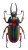 Neon Rhino Beetle Vinyl Car Decal Sticker – Waterproof & UV-Resistant 8"