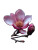 Pink Magnolia Blossom Vinyl Car Decal Sticker – Waterproof & UV-Resistant 8"
