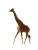 Giraffe At Sunset V2 Vinyl Car Decal Sticker – Waterproof & UV-Resistant 8"