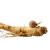 Ginseng With Snail Vinyl Car Decal Sticker – Waterproof & UV-Resistant 8"