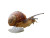 Elegant Brown Snail Vinyl Car Decal Sticker – Waterproof & UV-Resistant 8"