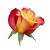 Blooming Rose Petal Vinyl Car Decal Sticker – Waterproof & UV-Resistant 8"