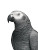 African Grey Parrot V3 Vinyl Car Decal Sticker – Waterproof & UV-Resistant 8"