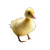 Happy Fluffy Duck Vinyl Car Decal Sticker – Waterproof & UV-Resistant 8"