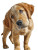 Golden Retriever Puppy V29 Vinyl Car Decal Sticker – Waterproof & UV-Resistant 8"