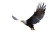 Abstract Eagle Painting Vinyl Car Decal Sticker – Waterproof & UV-Resistant 8"