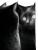 Black Cat Reflection Vinyl Car Decal Sticker – Waterproof & UV-Resistant 8"