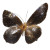Chrom Butterfly V4 Vinyl Car Decal Sticker – Waterproof & UV-Resistant 8"