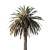 Palm Tree Vinyl Car Decal Sticker – Waterproof & UV-Resistant 8"