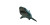 Fearsome Bull Shark Vinyl Car Decal Sticker – Waterproof & UV-Resistant 8"