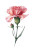 Carnation Watercolor Vinyl Car Decal Sticker – Waterproof & UV-Resistant 8"