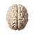 Stylized Human Brain Vinyl Car Decal Sticker – Waterproof & UV-Resistant 8"