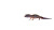 Leopard Gecko Walk Vinyl Car Decal Sticker – Waterproof & UV-Resistant 8"
