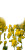 Rapeseed Flowers Vinyl Car Decal Sticker – Waterproof & UV-Resistant 8"