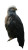 Golden-Eyed Bald Eagle Vinyl Car Decal Sticker – Waterproof & UV-Resistant 8"