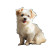 Fluffy Cream Dog Vinyl Car Decal Sticker – Waterproof & UV-Resistant 8"