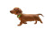 Running Dachshund Puppy Vinyl Car Decal Sticker – Waterproof & UV-Resistant 8"