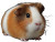 Guinea Pig V3 Vinyl Car Decal Sticker – Waterproof & UV-Resistant 8"