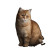 Orange Persian Cat Vinyl Car Decal Sticker – Waterproof & UV-Resistant 8"