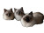 Fluffy Siamese Kittens Vinyl Car Decal Sticker – Waterproof & UV-Resistant 8"