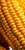 Yellow Corn Close-Up Vinyl Car Decal Sticker – Waterproof & UV-Resistant 8"