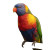 Rainbow Lorikeet Vinyl Car Decal Sticker – Waterproof & UV-Resistant 8"