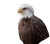 Proud Bald Eagle V2 Vinyl Car Decal Sticker – Waterproof & UV-Resistant 8"
